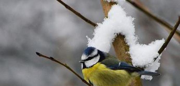 Наблюдение за птицами зимой и осенью