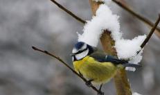 Наблюдение за птицами зимой и осенью